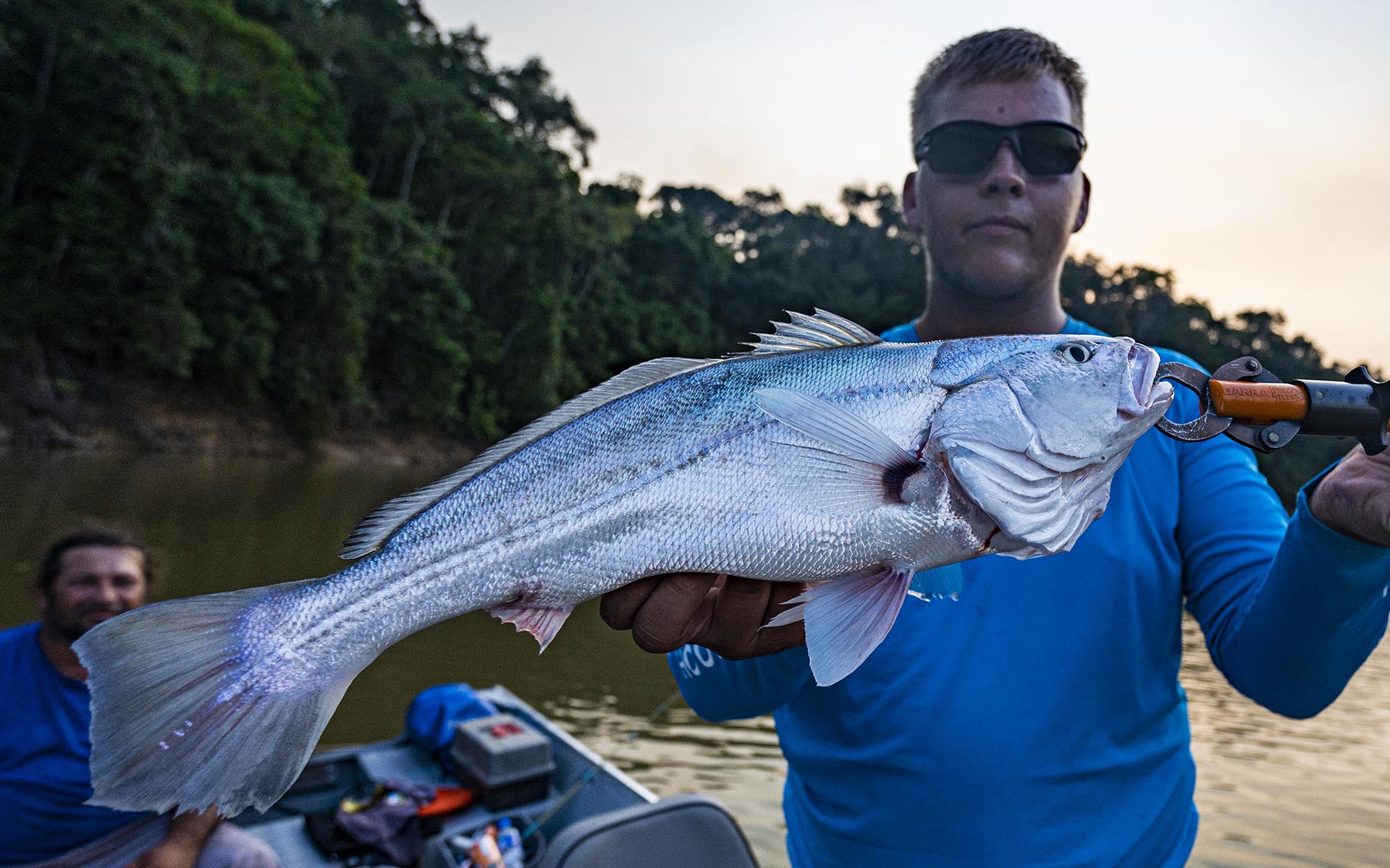 Fiskerejse til Amazonas - arapaima, maller og peacock bass november 2027 - Billede 17