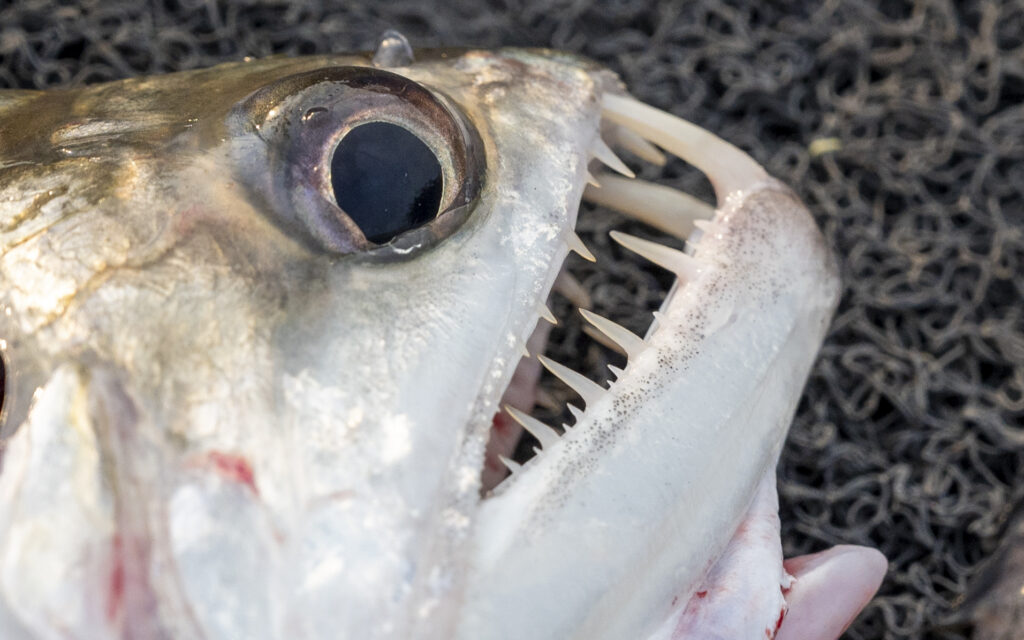 Vampyr tetra fra en af vores fiskerejser til Amazonas