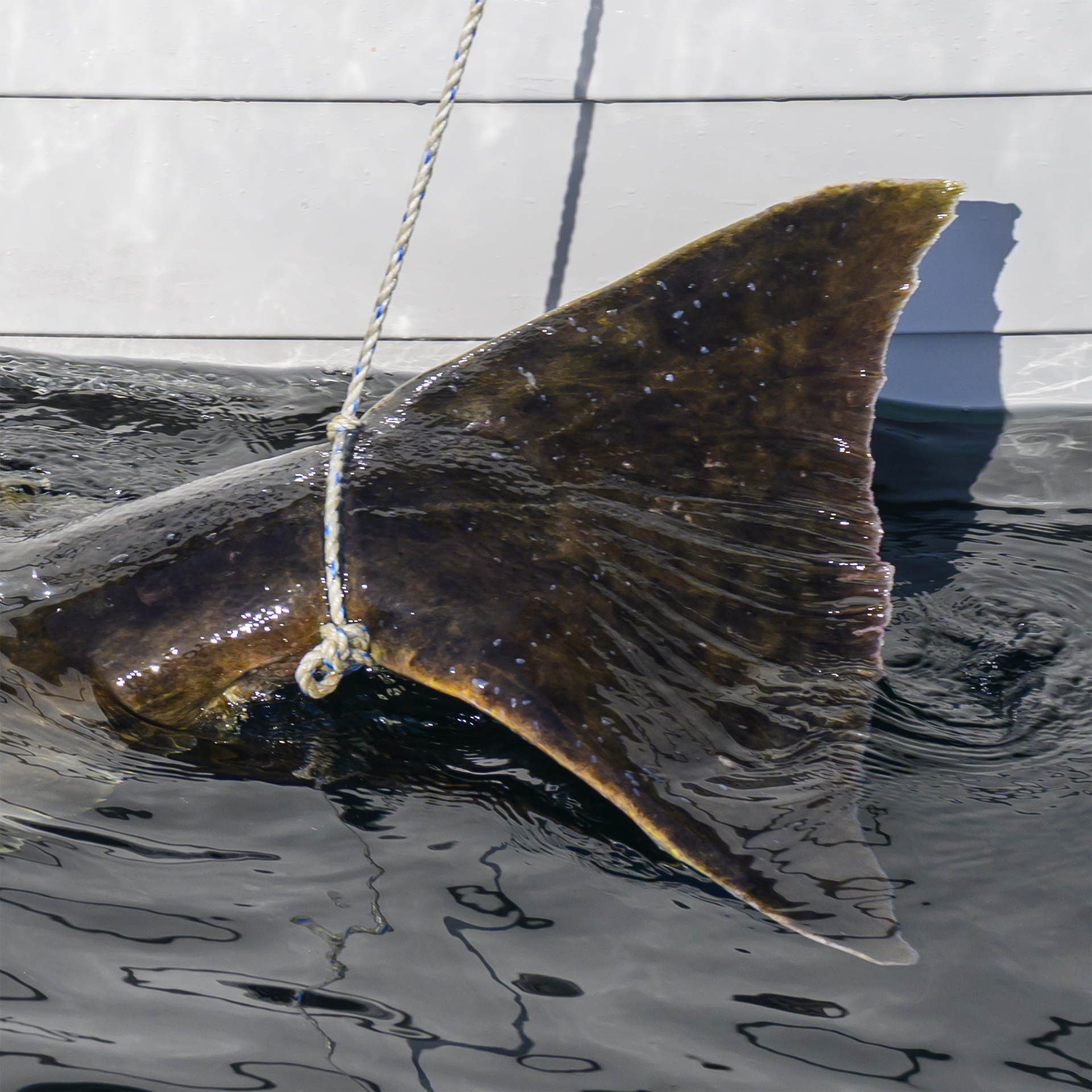 Smøla - havfiskeri efter torsk, sej, langer og helleflyndere fra d. 28. juni - 3. juli 2026 - Billede 16