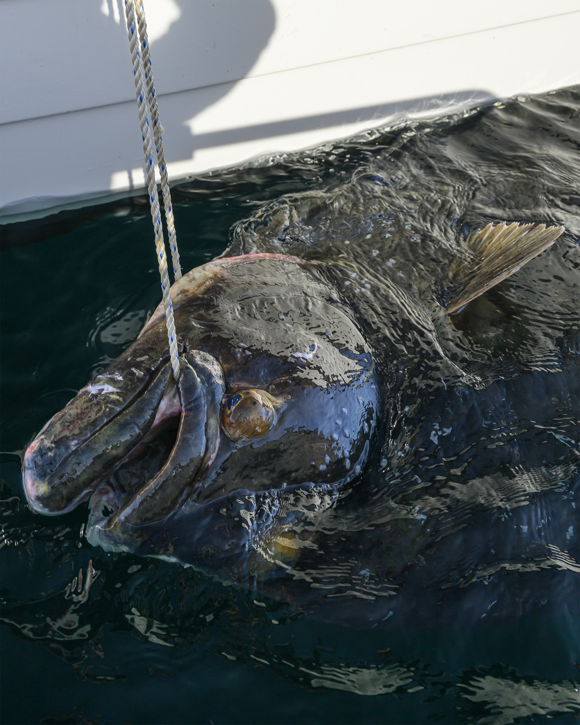 Smøla - havfiskeri efter torsk, sej, langer og helleflyndere fra d. 28. juni - 3. juli 2026 - Billede 17