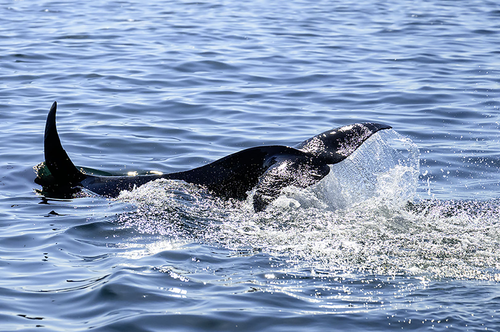 Smøla - havfiskeri efter torsk, sej, langer og helleflyndere fra d. 28. juni - 3. juli 2026 - Billede 14